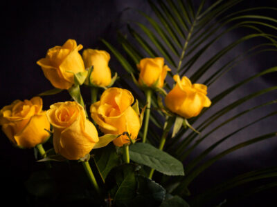 Die Bedeutung der Gelben Rose: Symbolik, Verschenken und mehr