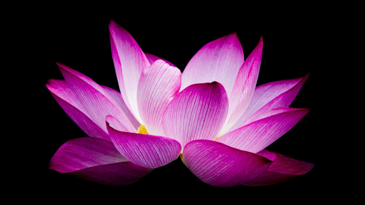 Die Bedeutung der Lotusblume: Spirituelles Symbol und heilige Blume des Buddhismus