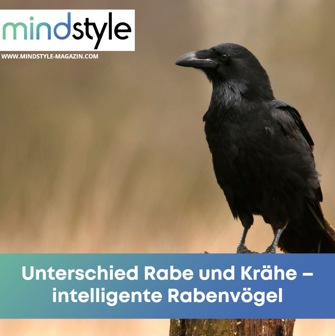 Unterschied Rabe und Krähe – intelligente Rabenvögel